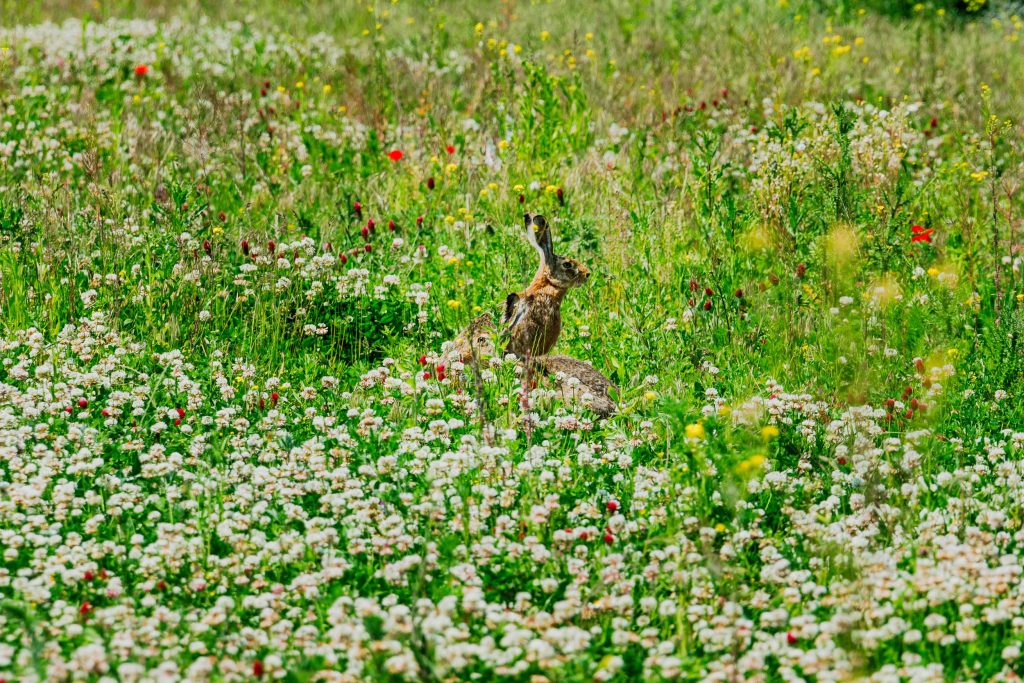 Feldhasen auf der Biodiversitätswiese von Kovanda am Schafberg Gerasdorf